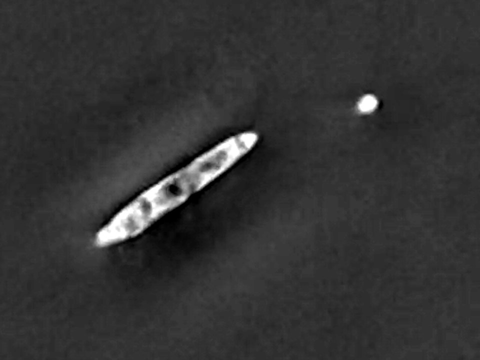 Quantitative phase frame of a swimming microorganism from single-shot FP video recorded at 75 frames per second.