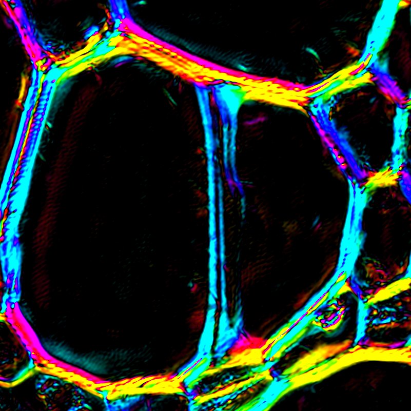 Birefringence map of lily root-tip cell walls from vectorial FP; color shows fiber orientation and brightness shows retardance.