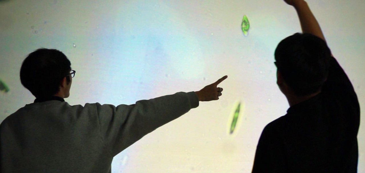 MicroAquarium: visitors explore a wall-sized live view of Euglena and steer the cells with gestures.
