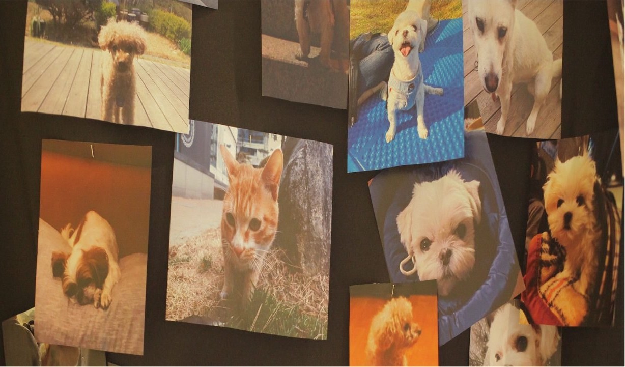 ReMember installation: photographs of the participants' companion animals line the wall of the exhibition space.