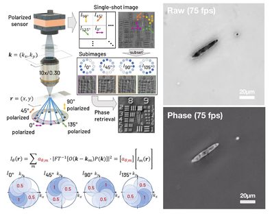 Single-shot FP: polarization camera sub-images reconstructed into phase video of a swimming microorganism at 75 frames per second.