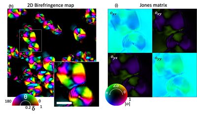 Maize starch granules: orientation-coded birefringence map and recovered Jones-matrix components.