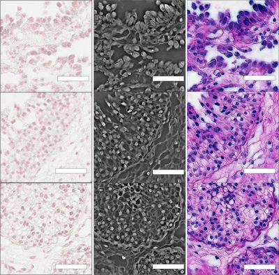 Rows: faded color image, near-infrared quantitative phase, and virtually re-stained result for three regions.